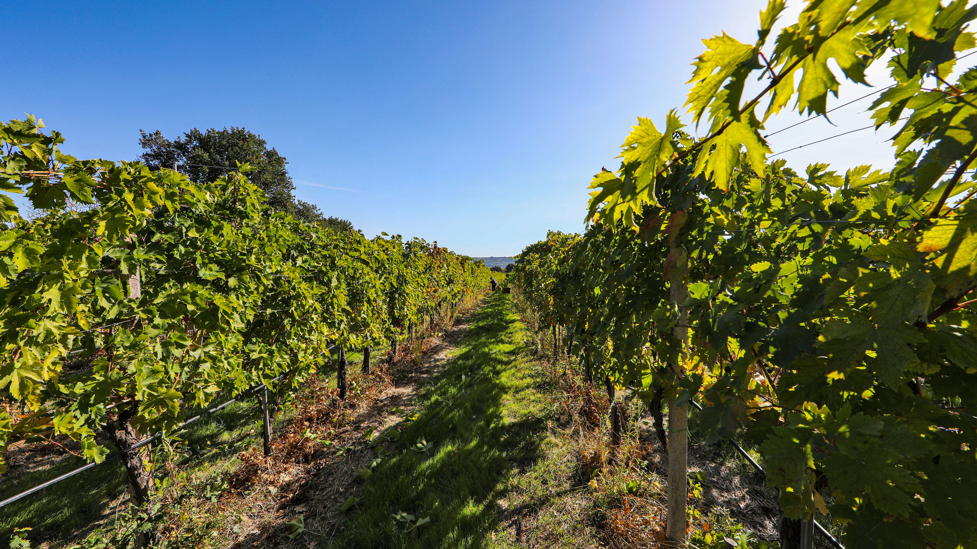 cantina-san-giacomo-2