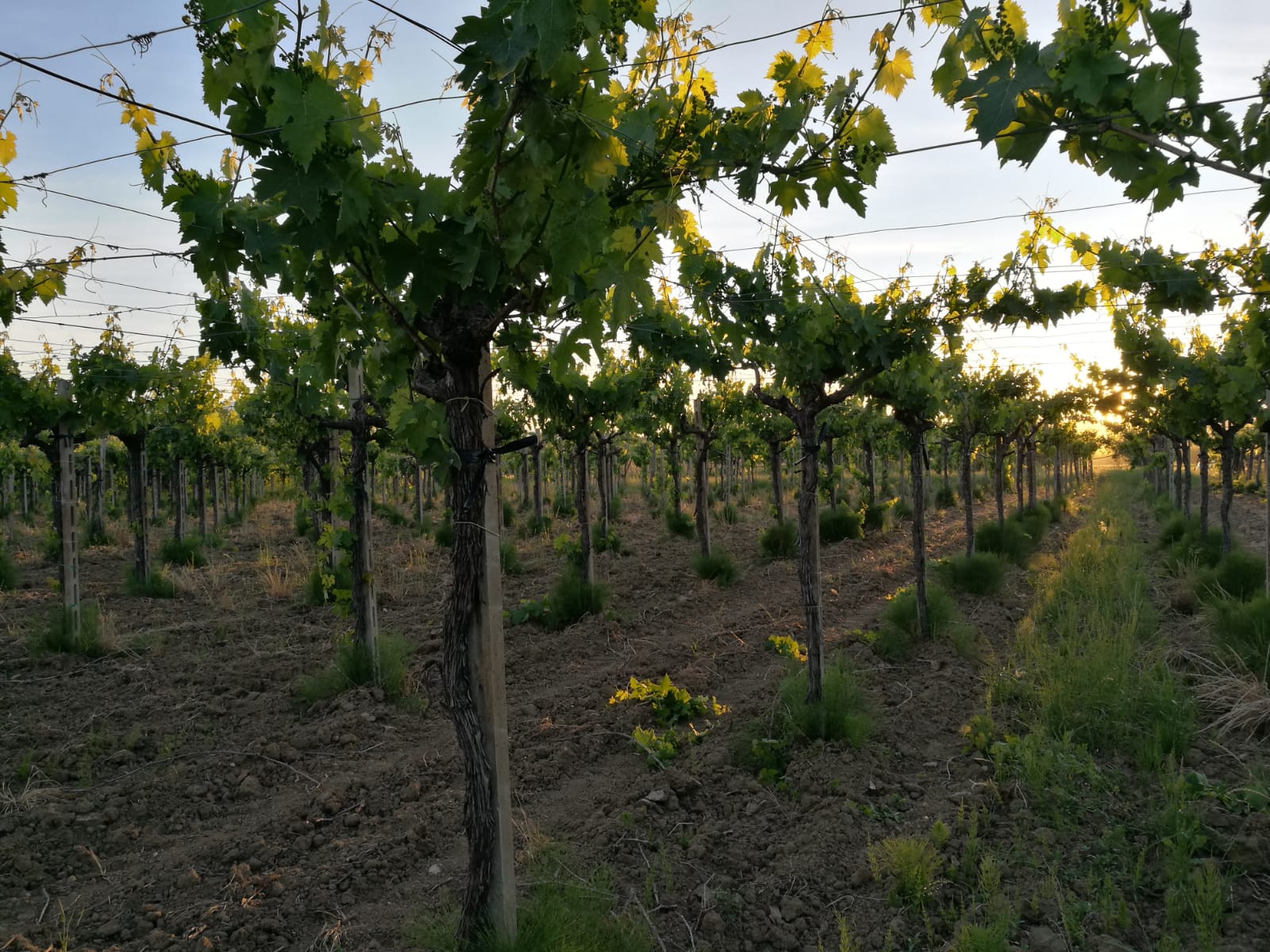 Cantina San Giacomo